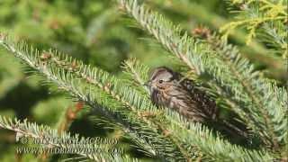 Lincoln's Sparrow in Maine