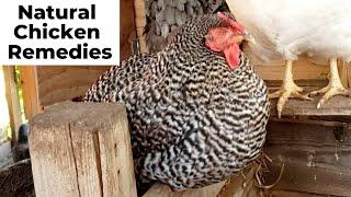 Is My Chicken Sick? How to Treat Chickens Naturally