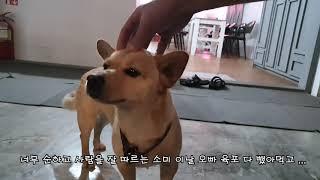 [제주도여행 vlog] #10일차 우도에서 새로운 인연들과 (feat. 소미, 디자이너)#초원게스트하우스