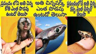 Tiny Mals | Worlds very smallest Animals | Prapanchamlone athi chinna janthuvulu | yedukondalu gopu