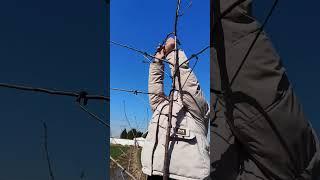 Fruit tree branch pulling and angle shaping with a branch puller #fruittreemanagement