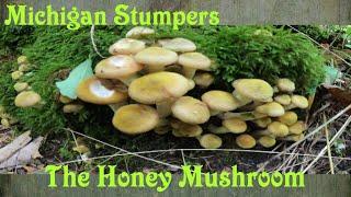 Michigan Stumpers - Finding The Honey Mushroom