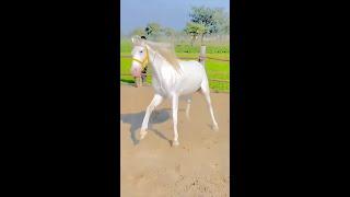 #原創視頻  #野生動物零距離 #動物世界 #馬 #騎馬