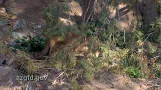 Mountain Lions in Arizona