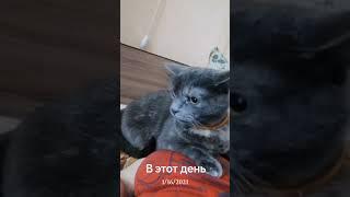 Моя тигра #шипит #cats #live