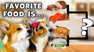 The Great Corgi Taste Test!