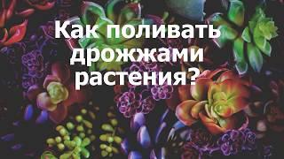 Как поливать дрожжами растения?