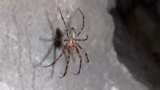 The Cave Orbweaver Spider