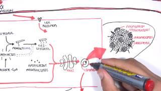 Physiology of Lipoproteins Cholesterol