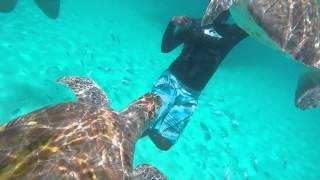 Barbados Sea Turtles Swimming