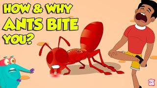 How Do Ants Bite? | Why Do Ants Bite Humans? | Fire Ant Sting | The Dr. Binocs Show