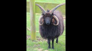 St Kilda: A Rosetta Stone for Early Sheep Races in the NE Atlantic Region? Prof Andrew Fleming FSA
