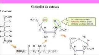 Bioquímica: Carbohidratos.