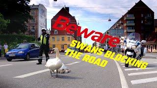 Swan family controls traffic in Denmark