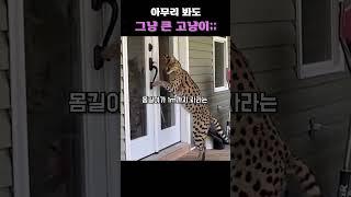 아무리 봐도 그냥 고냥이;;