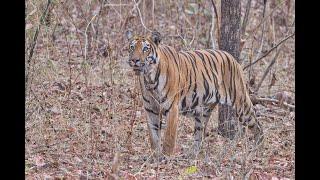 Tadoba Wildlife Safari ( Total 9 Tigers Sightings & 1 leopard)