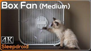 ►10 hours of Box Fan White Noise | Sounds for Sleeping (Medium Speed) with Cute Kitten, Window Fan