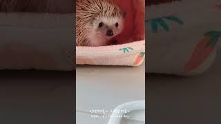 고슴도치 집사의 하루 #hedgehog #고슴도치