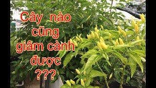 Những giống Cây nào có thể Giâm Cành? | THÍCH TRỒNG CÂY TV