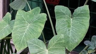 The Exotic Elephant Ear Plant