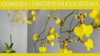 Gomesa or Oncidium flexuosa - a flowering plant I cheated by buying!