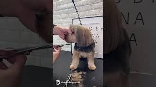 YORKIE GROOMING #doggroomingtips #doggroomingforbeginners