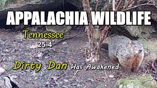 Appalachia Wildlife Video 25-4 of AS THE RIDGE TURNS in the Foothills of the Great Smoky Mountains