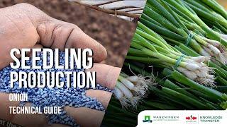 Seedling Production – How to Grow Onion