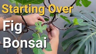 Chopped My Fig Bonsai in the middle of wiring.  Redoing it.