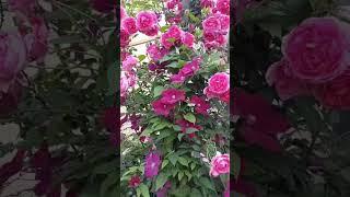 Роза незнакомка