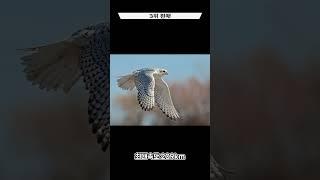 세상에서 가장 빠른 새top5
