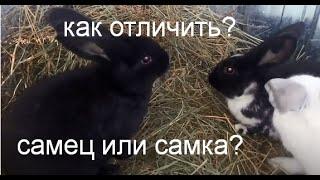 Как отличить самку кролика от самца для начинающих кролиководов!