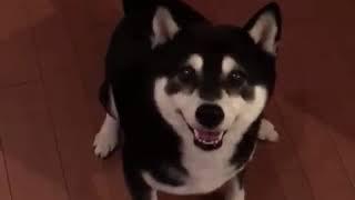 パタパタする犬