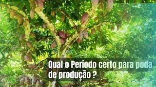 CACAU - QUAL MELHOR ÉPOCA PARA FAZER A PODA DE PRODUÇÃO