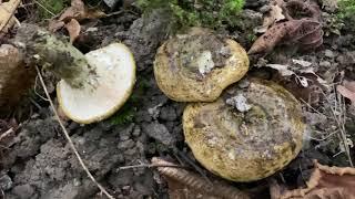 Lactarius necator (Чёрный груздь), October 15, 2020
