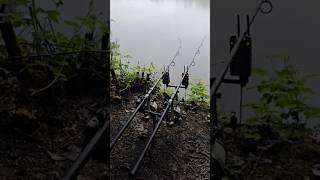 CARP RUN