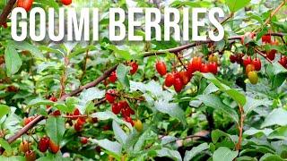 The Goumi Berry: It's Like Eating Wine & Why I Planted Autumn Olive