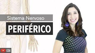 Sistema Nervoso Periférico 4/6 | Anatomia e etc