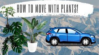 How to Move & Travel with Houseplants/Indoor Plants