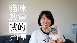 【公寓内】猫咪教给我的5件事｜独立不仰赖他人提供情绪价值｜理直气壮善于说不｜保持好奇心｜享受当下｜做自己依然受欢迎（本期视频由暂停实验室赞助播出）