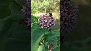 асклепий ваточник 1