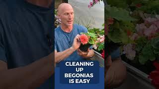 How To Clean Up Tuberous Begonias