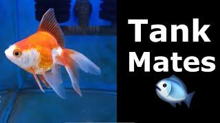 The Best Ryukin Goldfish Tank Mates