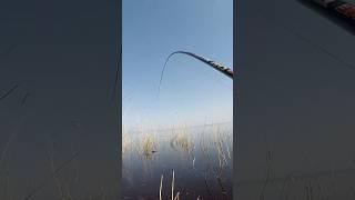ТОП вудка вирива кабанів на раз #shorts #карась #рибалка