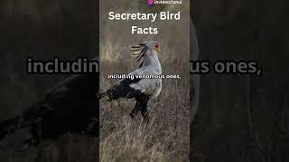 Secretary Bird Facts #wildlife #facts #animals #naturefun  #birdslover  #birds