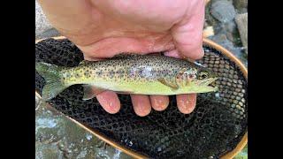 Fishing the Foxfire Tenkara Rod for wild fish on Swallow Creek WMA.