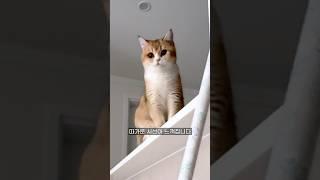 질투하는 고양이 | 두 마리 키울 때 주의할 점 #냥춘기 #cat #고양이일상 #catshorts #미묘