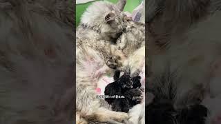 大老婆：？那我算什么！！！？