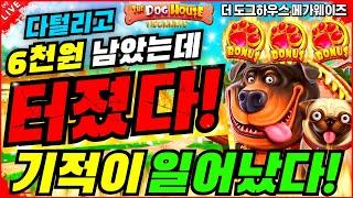 [슬롯][슬롯생방송]더도그하우스:THE DOG HOUSE6천원 남기고 터졋다 잭팟![프라그마틱][온라인슬롯][슬롯머신][슬롯라이브][강원랜드]