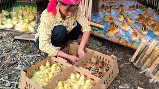 With the support money,mother repaired the barn and bought breeding animals to continue raising them
